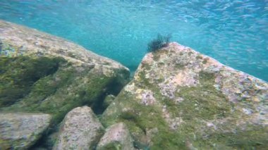 Meksika. Cortez deniz büyüleyici sualtı dalış.