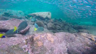Meksika. Cortez deniz büyüleyici sualtı dalış.