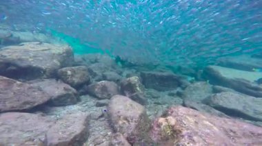 Meksika. Cortez deniz büyüleyici sualtı dalış.