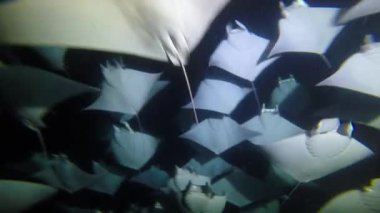 Meksika. Deniz ışınları mobula sürüleri ile dalış deniz Cortez.Exciting gece. 