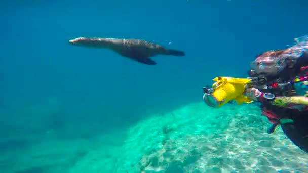 México Mergulho Subaquático Fascinante Com Focas — Vídeo de Stock