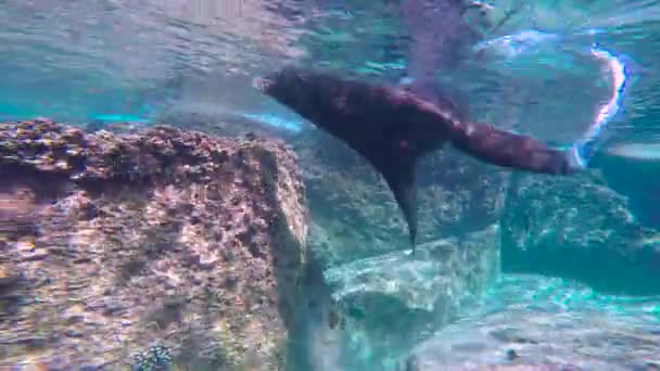 Mexico Fascinerende Onderwater Duiken Met Zeehonden — Stockvideo