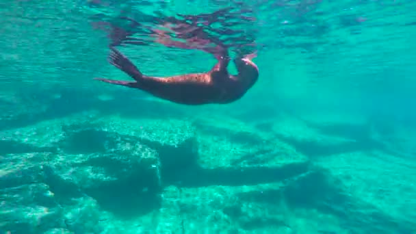 Meksyk Fascynująca Podwodna Nurkowanie Fokami — Wideo stockowe
