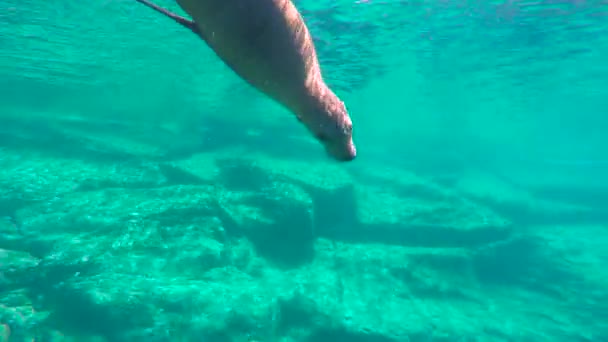 México Mergulho Subaquático Fascinante Com Focas — Vídeo de Stock