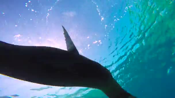 Mexico Fascinating Underwater Diving Seals — Stock Video