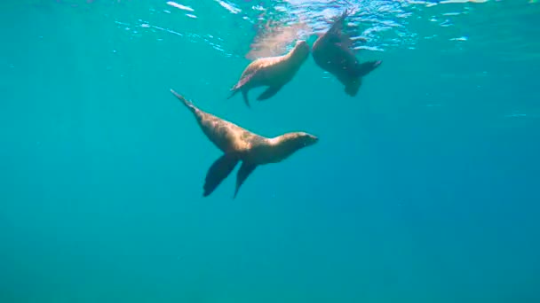 México Mergulho Subaquático Fascinante Com Focas — Vídeo de Stock