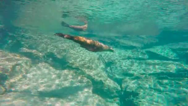 Mexico Fascinating Underwater Diving Seals — Stock Video