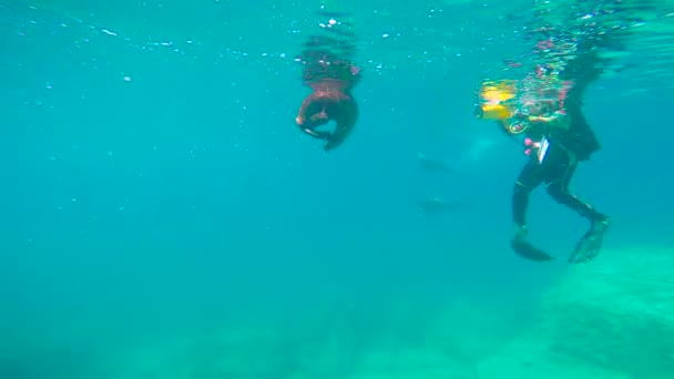 México Fascinante Buceo Submarino Con Focas — Vídeo de stock