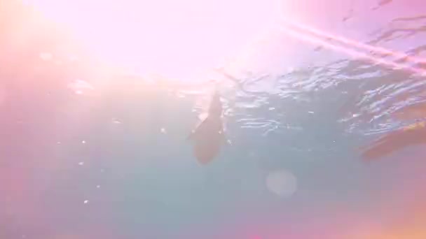México Fascinante Buceo Submarino Con Focas — Vídeos de Stock