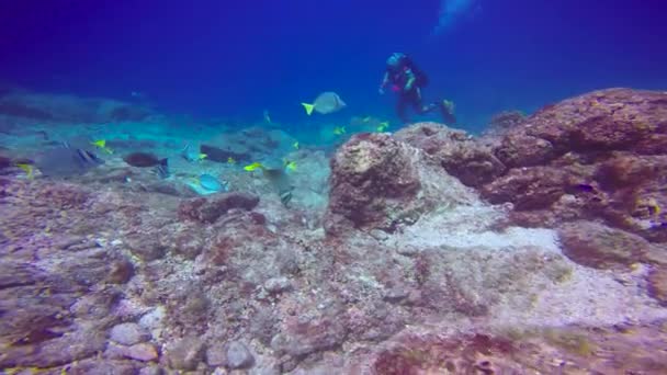 Messico Affascinanti Immersioni Subacquee Nel Mare Cortez — Video Stock