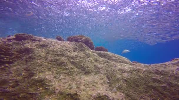 México Fascinante Buceo Submarino Mar Cortés — Vídeo de stock