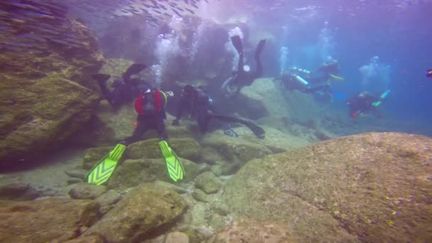 Meksyk Fascynująca Podwodna Nurkowanie Fokami — Wideo stockowe