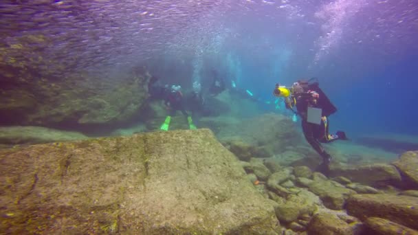 Mexico Fascinerande Undervattens Dykning Med Tätningar — Stockvideo