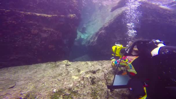 Mexico Fascinerande Undervattens Dykning Med Tätningar — Stockvideo