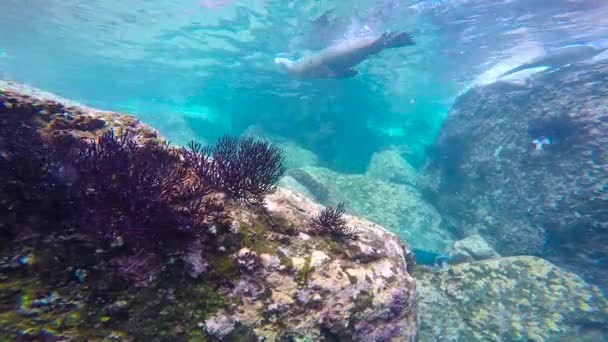 Mexico Fascinerende Onderwater Duiken Met Zeehonden — Stockvideo