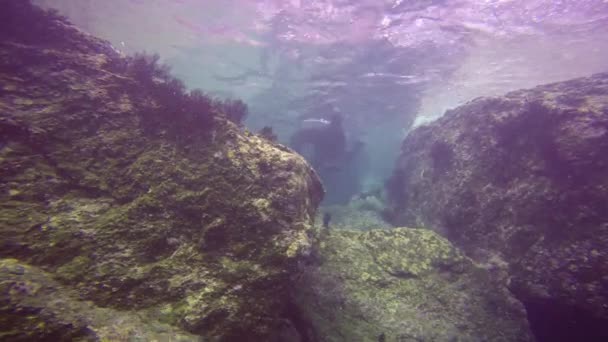Mexico Fascinerende Onderwater Duiken Met Zeehonden — Stockvideo