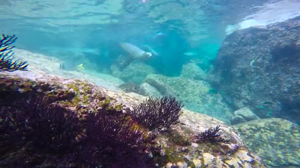 Mexique Plongée Sous Marine Fascinante Avec Phoques — Video