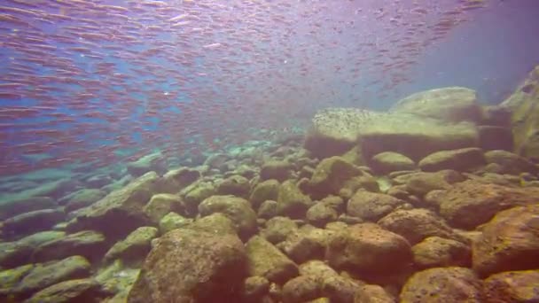 Mexico Menarik Menyelam Bawah Air Laut Cortez — Stok Video