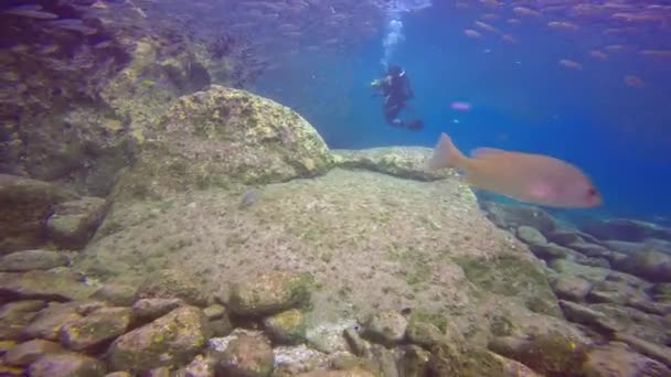 メキシコ コルテス海の魅惑的な水中ダイビング — ストック動画