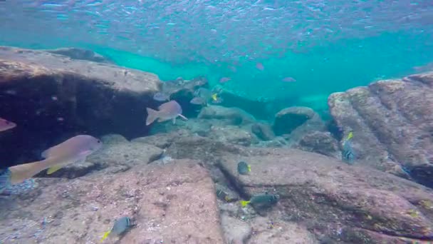 Mexiko Faszinierendes Unterwassertauchen Meer Von Cortez — Stockvideo