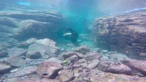 México Fascinante Buceo Submarino Con Focas — Vídeo de stock