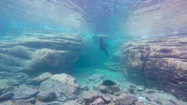 Mexico Fascinerende Onderwater Duiken Met Zeehonden — Stockvideo