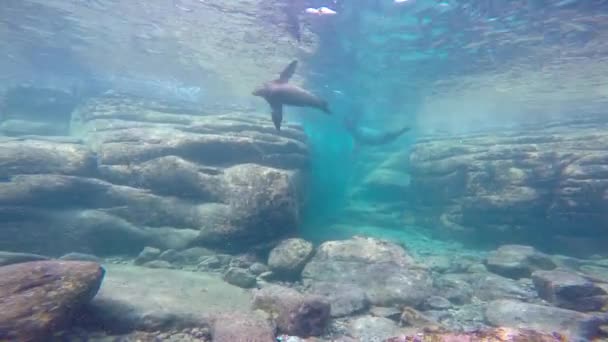 Mexico Fascinerande Undervattens Dykning Med Tätningar — Stockvideo