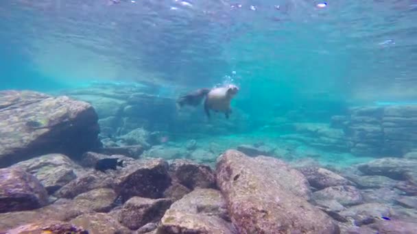 México Mergulho Subaquático Fascinante Com Focas — Vídeo de Stock