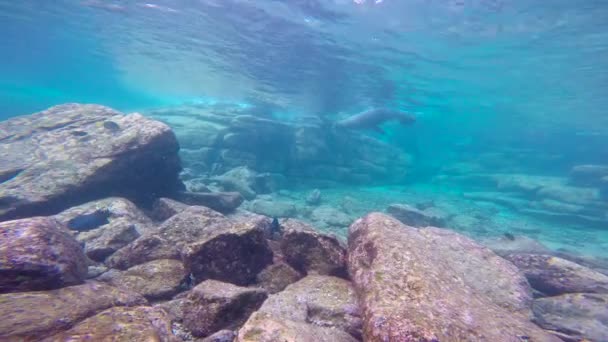 México Mergulho Subaquático Fascinante Com Focas — Vídeo de Stock