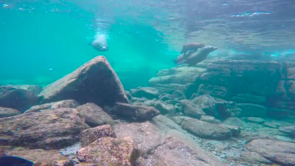 México Mergulho Subaquático Fascinante Com Focas — Vídeo de Stock