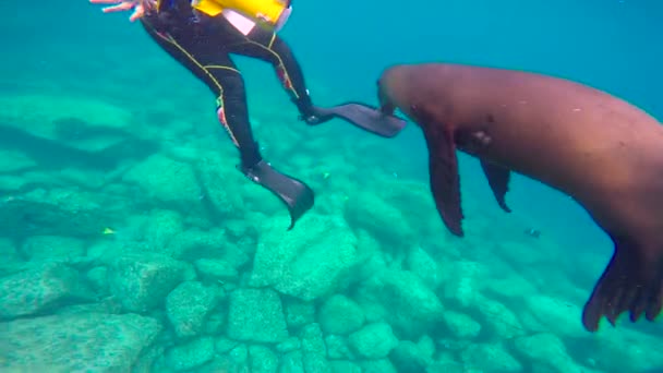 México Mergulho Subaquático Fascinante Com Focas — Vídeo de Stock