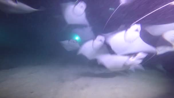 México Mar Cortés Emocionante Buceo Nocturno Con Bandadas Rayas Marinas — Vídeos de Stock