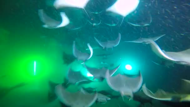 Мексика Море Cortez Exciting Нічний Дайвінг Зграї Моря Променів Mobula — стокове відео