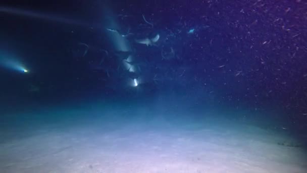 México Mar Cortez Emocionante Mergulho Noturno Com Bandos Mobula Raios — Vídeo de Stock