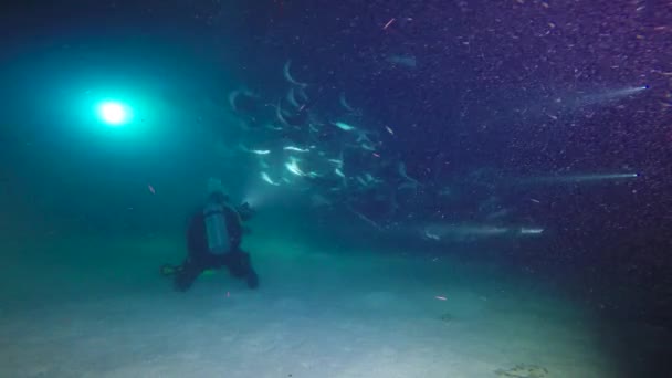 México Mar Cortés Emocionante Buceo Nocturno Con Bandadas Rayas Marinas — Vídeo de stock