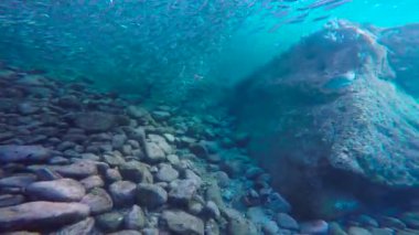 Meksika. Cortez deniz büyüleyici sualtı dalış.