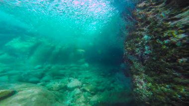 Meksika. Cortez deniz büyüleyici sualtı dalış.