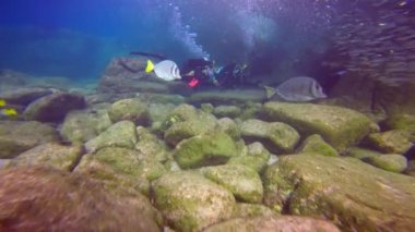 Meksika. Cortez deniz büyüleyici sualtı dalış.