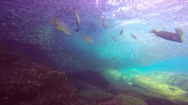 Meksika. Cortez deniz büyüleyici sualtı dalış.