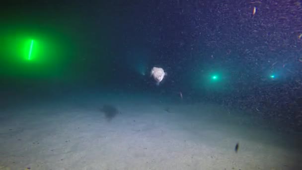 México Mar Cortés Emocionante Buceo Nocturno Con Bandadas Rayas Marinas — Vídeo de stock