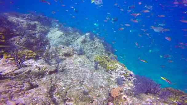墨西哥 在科尔特斯海域迷人的水下潜水 — 图库视频影像