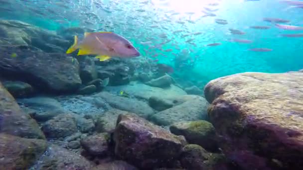 Мексика Захватывающее Подводное Плавание Море Кортес — стоковое видео