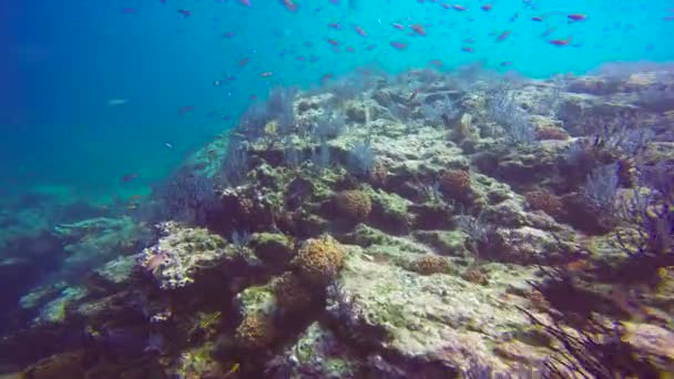 Messico Affascinanti Immersioni Subacquee Nel Mare Cortez — Video Stock