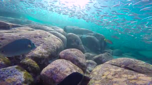 México Mergulho Subaquático Fascinante Mar Cortez — Vídeo de Stock