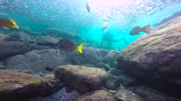 メキシコ コルテス海の魅惑的な水中ダイビング — ストック動画