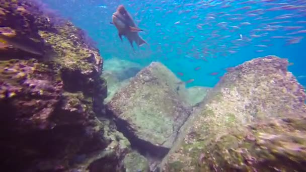 Mexiko Faszinierendes Unterwassertauchen Meer Von Cortez — Stockvideo