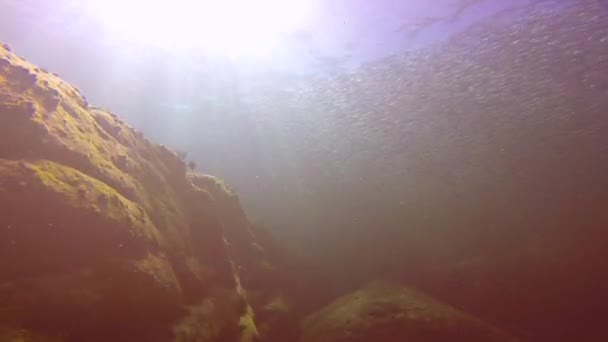 México Fascinante Buceo Submarino Mar Cortés — Vídeos de Stock