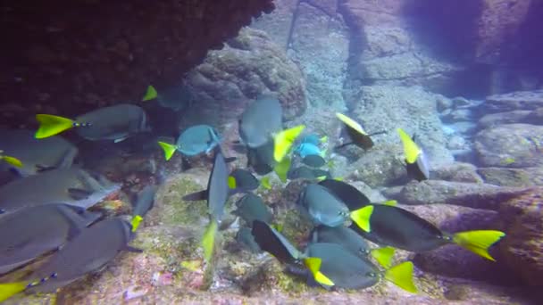 メキシコ コルテス海の魅惑的な水中ダイビング — ストック動画