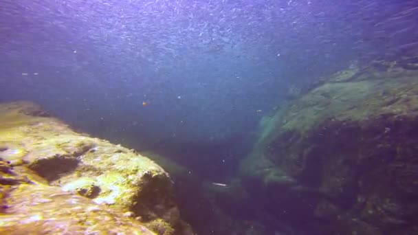 Mexico Fascinating Underwater Diving Sea Cortez — Stock Video