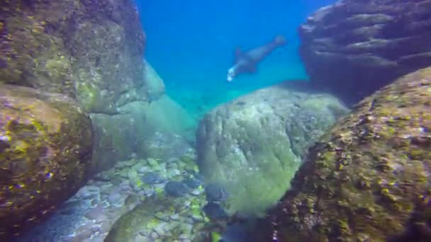 Mexico Fascinerande Undervattens Dykning Med Tätningar — Stockvideo